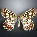 Intricate Black White Red Patterns On Detailed Butterfly Wings Against Gray Background