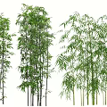 Different Bamboo Varieties With Green Leaves And Tall Stems In Natural Scene