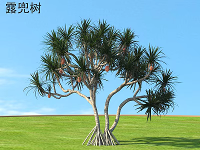 Arborescent Pandanus Tree With Aerial Roots Long Slender Leaves Fruits Against Blue Sky Green Grass 3d model