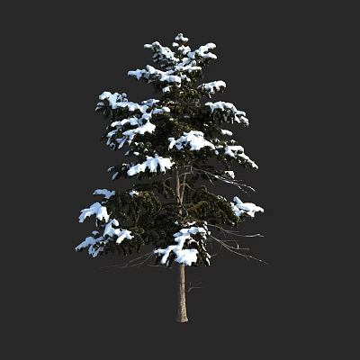 Snow Covered Tree With Green Branches Isolated On Dark Winter Background 3d model