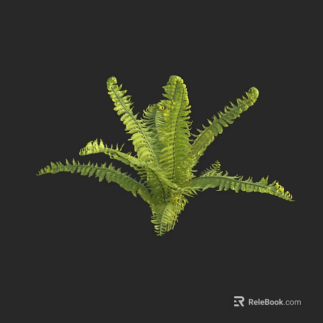 Lush Green Fern Plant With Expanded Feathery Fronds And Vibrant Foliage 3d model 