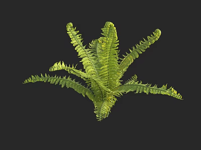 Lush Green Fern Plant With Expanded Feathery Fronds And Vibrant Foliage 3d model