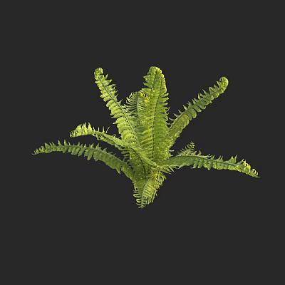 Modern pod fern cucumber-scented pheasant arm 3d model Modern pod fern cucumber-scented pheasant arm 3d model