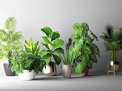 Different Types of Indoor Potted Plants with Various Leaf Shapes and Material Pots 3d model