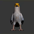 White Bird With Yellow Head And Black Wings Standing On Gray Background