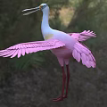 Pink and White Bird with Long Beak Long Legs and Spread Wings in Grassland Woodland