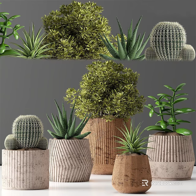 Various Bonsai and Potted Plants in Decorative Ceramic and Woven Pots for Indoor 3d model 