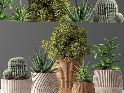 Various Bonsai and Potted Plants in Decorative Ceramic and Woven Pots for Indoor 3d model