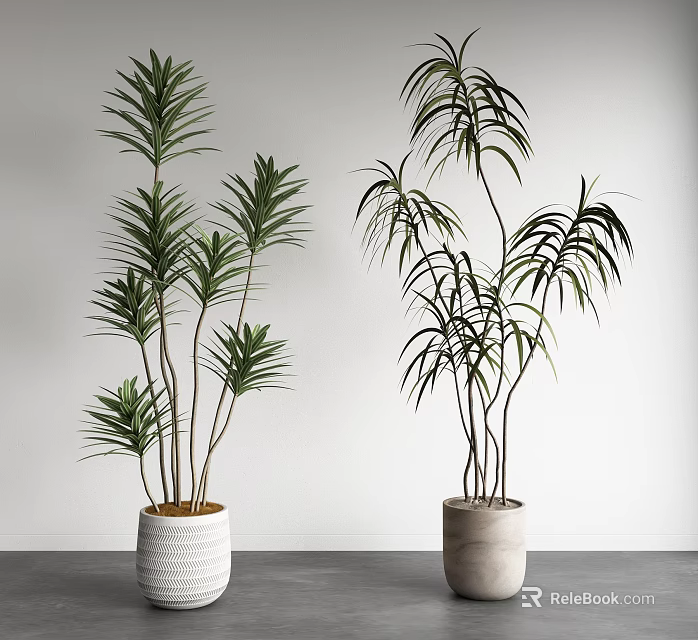 Bonsai Potted Plants Featuring Broad Slender Leaves In Textured White Beige Pots On Gray Tabletop 3d model 