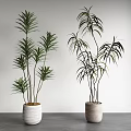 Bonsai Potted Plants Featuring Broad Slender Leaves In Textured White Beige Pots On Gray Tabletop