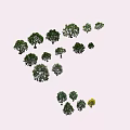 Multiple Arbor Trees of Various Sizes Naturally Growing on Light Colored Background