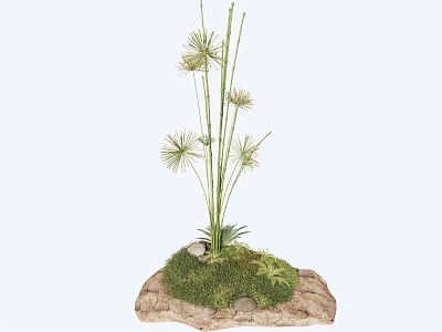 Grass like Plants with Radiant White Flowers on Rock Base with Green Moss and Ferns 3d model