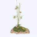 Grass like Plants with Radiant White Flowers on Rock Base with Green Moss and Ferns