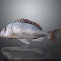 Pinkish White Fish With Red Fins And Red Eyes On Gray Background With Reflection