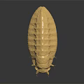 Yellowish Beetle With Elliptical Body And Six Legs On Dark Reflective Surface