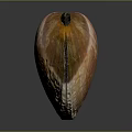 Natural Clam Shell Featuring Pink Orange Hues And Detailed Surface Texture