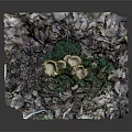 Artistic Vegetable Arrangement With Leafy Greens White Green Hues And Irregular Natural Shape