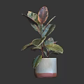 Vibrant Indoor Houseplant With Green And Red Leaves In Brown Decorative Pot