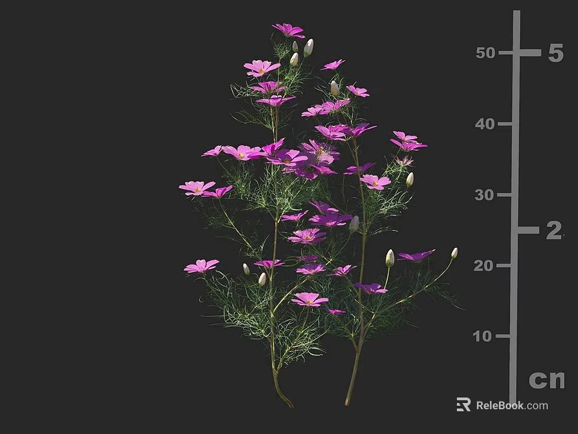 Vibrant Purple Herbaceous Flowers with Delicate Foliage Slender Stems and Height Measurement 3d model 