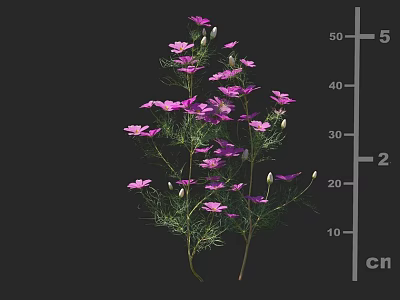 Vibrant Purple Herbaceous Flowers with Delicate Foliage Slender Stems and Height Measurement 3d model