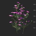Vibrant Purple Herbaceous Flowers with Delicate Foliage Slender Stems and Height Measurement