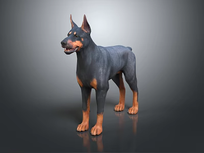 Doberman Pinscher Dog Standing With Black And Tan Coat On Dark Reflective Surface 3d model