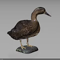 Duck Taxidermy Mounted on Patina Stone Base with Dark Background