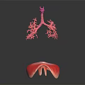 Medical Device 3D Anatomical Lung and Liver Teaching Model for Medical Education