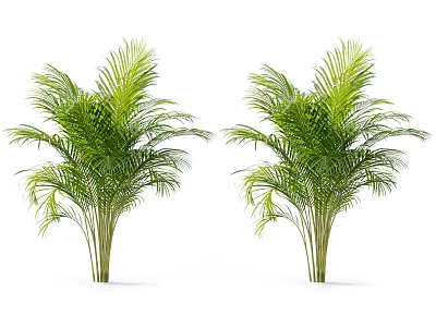 Two Lush Green Palm Trees With Vibrant Leaves Against White Background 3d model