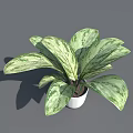 Indoor Houseplant With Green And White Variegated Leaves In White Pot