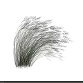 Natural Looking Ornamental Grass With Green Slender Leaves And Light Colored Spikes On White Background