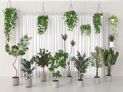 Indoor Potted Plants Collection Featuring Hanging Vines And Diverse Greenery Against White Curtain 3d model