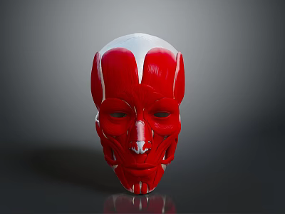 Human Head Muscle Anatomical Model With Detailed Red And White Structure 3d model