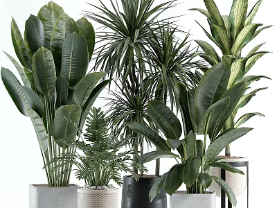 Indoor Decorative Plant Arrangement With Various Green Leaf Species And Stylish Pots 3d model
