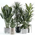 Indoor Decorative Plant Arrangement With Various Green Leaf Species And Stylish Pots