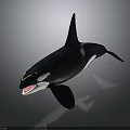 Black And White Orca Whale With Open Mouth And Dorsal Fin Swimming Posture