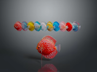 Red Discus Fish With White Spots And Colorful Circular Objects In Background 3d model