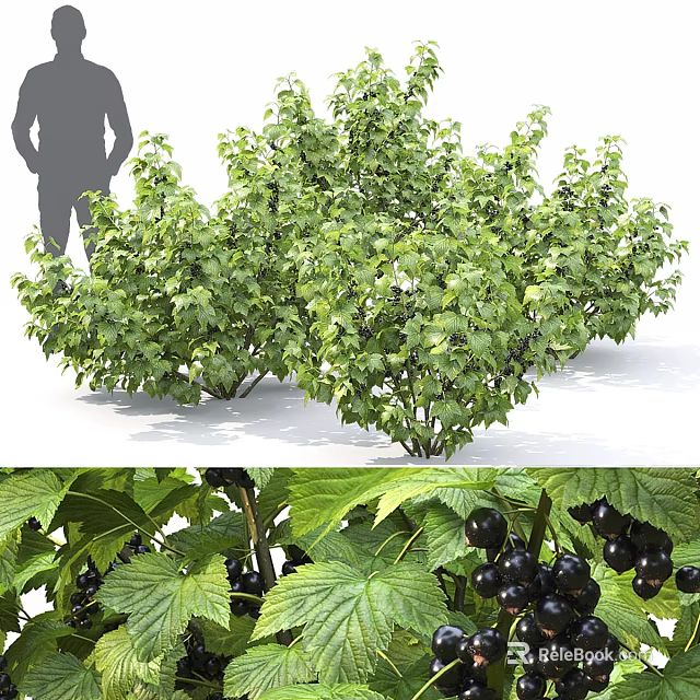 Black Currant Bush With Lush Green Foliage And Plump Ripe Black Berries 3d model 