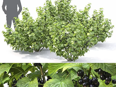 Black Currant Bush With Lush Green Foliage And Plump Ripe Black Berries 3d model