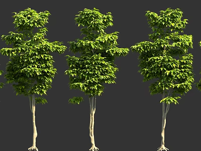 Green Leafy Arbor Trees With Lush Foliage And Straight Trunks 3d model