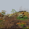 Thriving Bush With Green Plants Near Dead Wood Rocks Dry Grass And Fallen Leaves