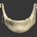 Detailed Realistic Human Mandible Skeletal Organ 3D Model on Black Background