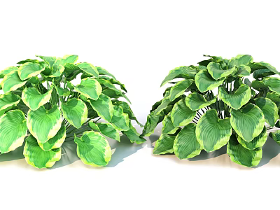 Lush Green Potted Plants With Vibrant Foliage And Large Healthy Leaves 3d model