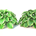 Lush Green Potted Plants With Vibrant Foliage And Large Healthy Leaves
