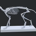 Anatomical Cat Skeleton Model Display On White Base Stand