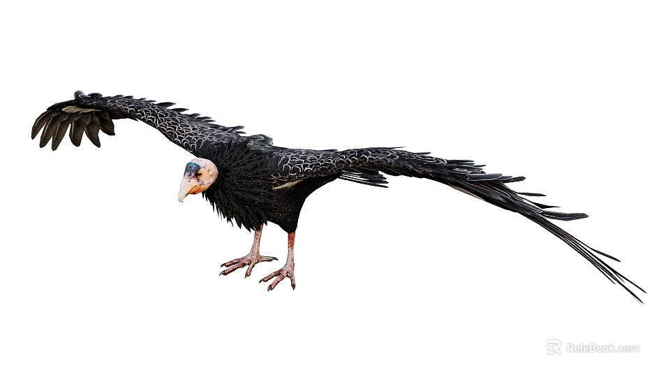 Flying Animal Vulture With Black Feathers Spread Wings And Sharp Beak 3d model 