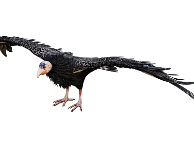 Flying Animal Vulture With Black Feathers Spread Wings And Sharp Beak 3d model