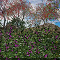 Flowering Bushes with Purple Flowers Green Leaves among Trees under Blue Sky and Distant Hills
