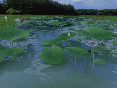 Lush Green Lotus Leaves With White Flowers Floating On Pond Water 3d model