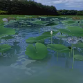 Lush Green Lotus Leaves With White Flowers Floating On Pond Water
